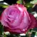 Роза ДИП ВОТЕР чайно-гибридная в Витебске