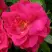 Роза ДЖОРДЖ ВАНКУВЕР флорибунда в Витебске