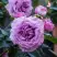 Роза СИЛЬВЕР КВИК плетистая в Витебске