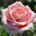 Роза ФРЕДЕРИК МИСТРАЛЬ чайно-гибридная в Витебске