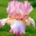 Ирис БЛАШИНГ ПИНК бородатый в Витебске