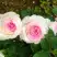 Роза ДОЛЬЧЕ ВИТА чайно-гибридная в Витебске
