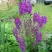 Коровяк ВИОЛЕТТА (вербаскум) в Витебске