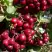 Рябина ГРАНАТНАЯ сладкоплодная в Витебске