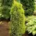 Можжевельник ГОЛД КОН обыкновенный в Витебске