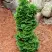 Туя СПИРАЛИС МИНИ западная в Витебске