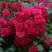 Роза РАДОСТЬ САДОВНИКА (ГАРТЕН ФРОЙДЕ) почвопокровная в Витебске