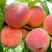 Персик ВАЙН ГОЛД Т3 в Витебске