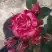 Роза ФАЙЕР ВОРКС миниатюрная в Витебске
