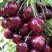 Черешня СИЛЬВИЯ колоновидная в Витебске