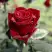 Роза ТАБУ чайно-гибридная в Витебске