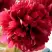 Пион БЕЛГРАВИЯ травянистый в Витебске
