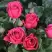 Роза ЛАВ ЛЕТТЕР флорибунда в Витебске