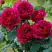 Роза КЕЙТ английская в Витебске