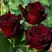 Роза ЧЕРНАЯ МАГИЯ чайно-гибридная в Витебске
