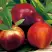 Нектарин СТАРК РЕД ГОЛД в Витебске