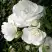 Роза АЙСБЕРГ флорибунда в Витебске