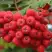 Рябина АЛАЯ КРУПНАЯ сладкоплодная в Витебске