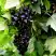 Смородина чёрная БЕЛОРУССКАЯ СЛАДКАЯ в Витебске
