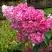 Гортензия МЕГА МИНДИ метельчатая в Витебске