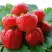 Клубника ВИМА ЗАНТА в Витебске