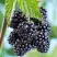 Ежевика БЛЭК САТИН бесшипная  в Витебске