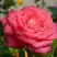 Роза ПЬЕР КАРДЕН чайно-гибридная в Витебске