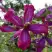 Клематис СВИТ САММЕР ЛАВ в Витебске
