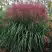 Мискантус МАЛЕПАРТУС китайский  в Витебске