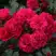 Роза РАДОСТЬ САДОВНИКА (ГАРТЕН ФРОЙДЕ) почвопокровная в Витебске