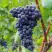 Виноград МУКУЗАНИ в Витебске