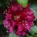 Рододендрон КАЛИ в Витебске