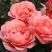 Роза КОРАЛ ЛИОНС РОУЗ флорибунда в Витебске