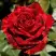 Роза РЕД ИНТУИШН чайно-гибридная в Витебске