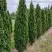 Туя ДЕГРУТ СПАЙР западная в Витебске