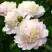Пион ШИРЛИ ТЕМПЛ травянистый в Витебске