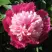 Пион КАПЛЯ РОСЫ травянистый в Витебске