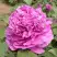 Пион ОРНАМЕНТ древовидный в Витебске