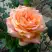 Роза ЭЛЬДОРАДО чайно-гибридная в Витебске