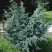 Можжевельник БЛЮ АЛЬПС китайский  в Витебске