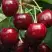 Черешня ГРОНКАВАЯ в Витебске