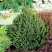 Ель КОМПАКТА обыкновенная в Витебске