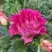 Роза БРЕРА флорибунда в Витебске
