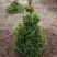 Ель ВИЛС ЦВЕРГ обыкновенная в Витебске