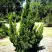 Можжевельник КАЙЗУКА китайский в Витебске