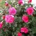 Роза МАЛИНОВЫЙ ЗВОН чайно-гибридная в Витебске