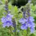 Вероника РОЯЛ БЛЮ большая в Витебске