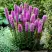 Лиатрис РОЗЕА колосковая в Витебске