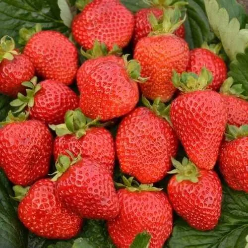 Клубника САН АНДРЕАС ремонтантная  Клубника САН АНДРЕАС ремонтантная в Витебске