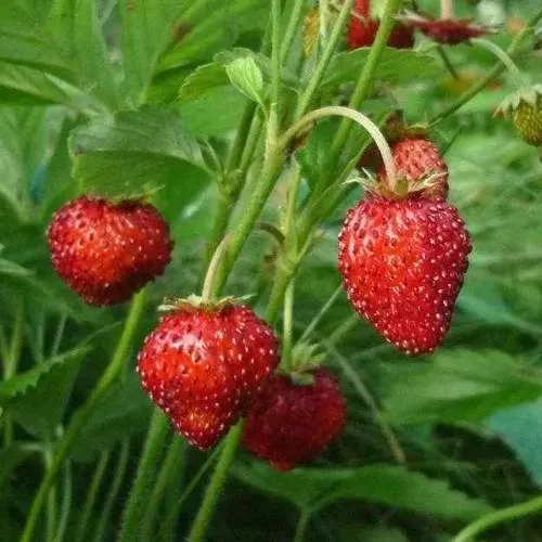 Земляника АЛЬПИЙСКАЯ  Земляника АЛЬПИЙСКАЯ в Витебске